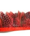 Tira de Plumas de Gallina de Guinea Medianas Rojo 20cm.