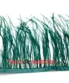 Pluma de Avestruz 12/15cm. Verde Botella