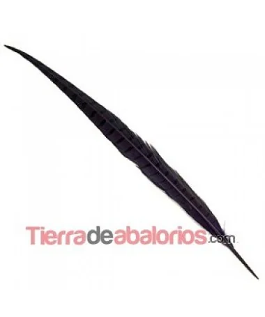 Pluma de Faisán de 45cm. Morada Pluma de Faisán de 45cm. Morada