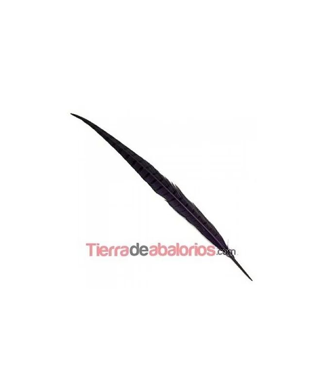 Pluma de Faisán de 45cm. Morada