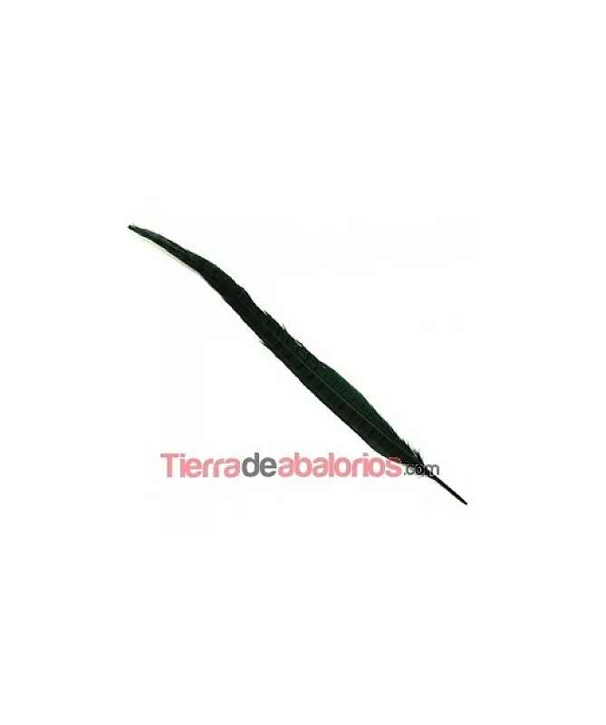 Pluma de Faisán de 45cm. Verde