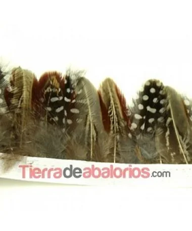 Tira de Plumas de Gallina de Guinea Medianas Gris 1mt.